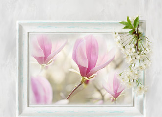 The colors of pink magnolia in a vintage white wooden frame and branches of white cherry blossoms. Spring floral background.