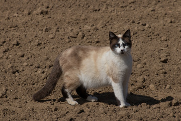 a cat walks on freshly plowed ground in search of prey