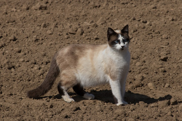 a cat walks on freshly plowed ground in search of prey