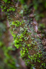 Moss on tree trunk, macro close up shot, on a wet cloudy day.