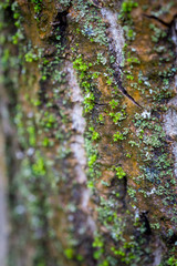 Moss on tree trunk, macro close up shot, on a wet cloudy day.