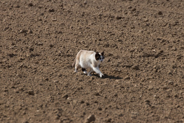 a cat walks on freshly plowed ground in search of prey