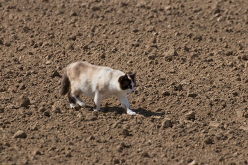 a cat walks on freshly plowed ground in search of prey