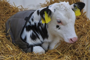 newborn baby calf, German black pied cattle