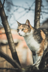 Fototapeta premium Colorful orange white and black cat between the branches on tree exploring world