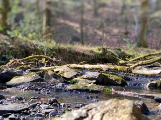 Frühling, Fachwerk, Tulpen, Wald, Wupper, Leichlingen, Langenfeld