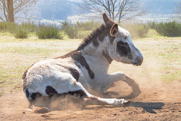 A donkey sand bathing