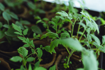 seedlings in peat pots.Baby plants seeding, black hole trays for agricultural seedlings.The spring...