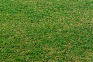 rustic green grass field ground surface yard outdoor space without people here background © Artem Kniaz
