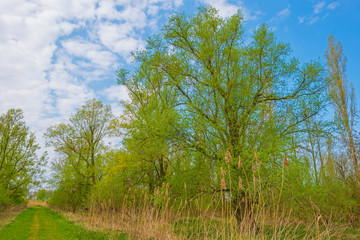 Obraz premium Forest in a field with reed below a blue sky in sunlight in spring