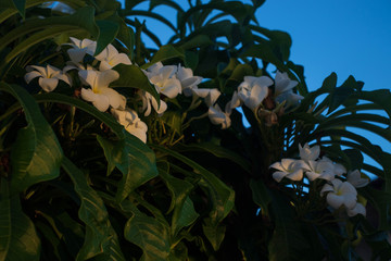 Flores tropicais no amanhecer de Maragogi