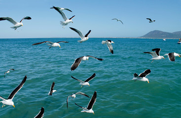 gaviotas