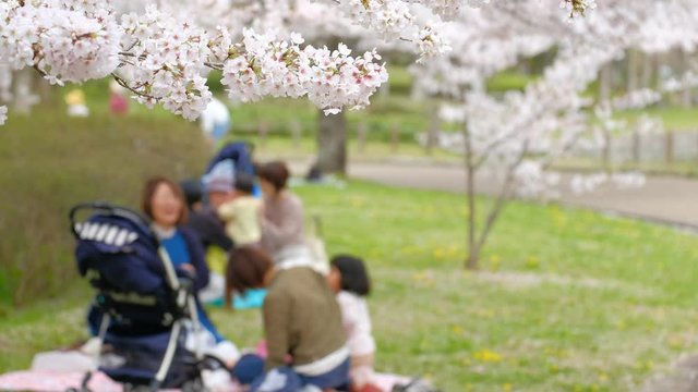 お花見をする家族　親子　公園　桜　