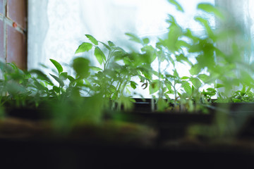 seedlings in peat pots.Baby plants seeding, black hole trays for agricultural seedlings.The spring...