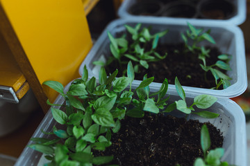 seedlings in peat pots.Baby plants seeding, black hole trays for agricultural seedlings.The spring...