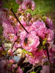 pink cherry blossom