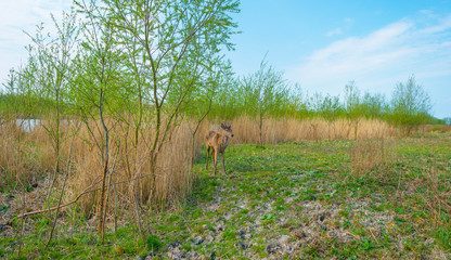 Obraz na płótnie Canvas Roe deer in a green field with reed in wetland below a blue sky in spring