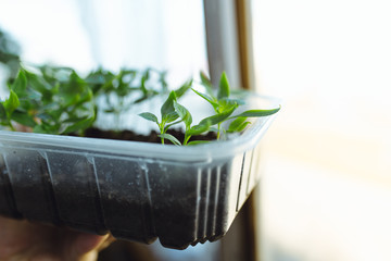 seedlings in peat pots.Baby plants seeding, black hole trays for agricultural seedlings.The spring...