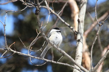 Fototapeta premium Chickadee On The Branch, Whitemud Park, Edmonton, Alberta