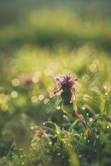 Lamium purpureum, purple dead-nettle at sunrise early in the morning with dew on the grass