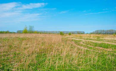 Obraz premium Path in a field with reed and grass below a blue sky in sunlight in spring