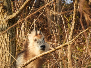 二ホンカモシカ