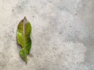 The green leaves are drying out on the cement floor like a degenerative disease