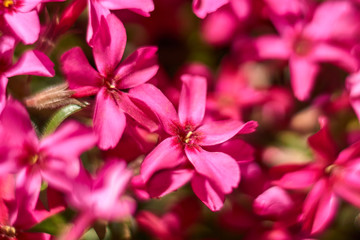 Douglas Phlox with lots of small bright pink delicate flowers crawling on the earth surface