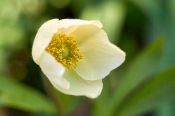 One white anemone in early morning on blurred natural background