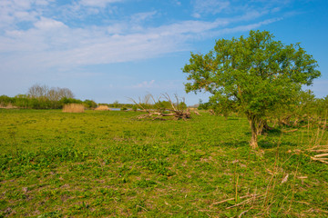 Path in a field with reed and grass below a blue sky in sunlight in spring