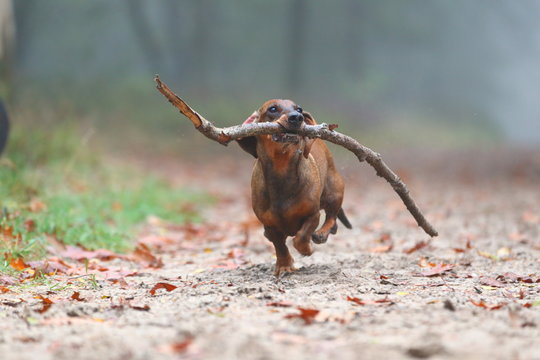 happy dachshund running in the forest while carrying a stick
