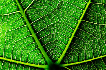 texture of a fig leaf - macro