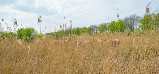 Horses in a field with reed below a blue sky in sunlight in spring © Naj