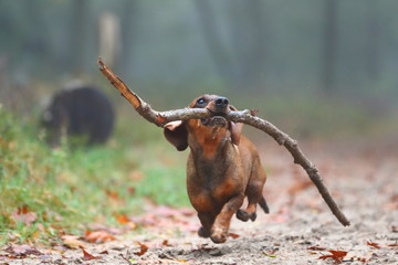 happy dachshund running in the forest while carrying a stick