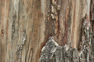 texture of tree bark decorated with patterns left over from the bark beetles