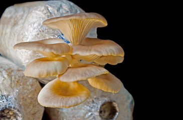 mushrooms on a black background