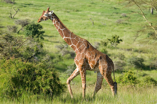 Masai Giraffe walks in Lewa Wildlife Conservancy, North Kenya, Africa