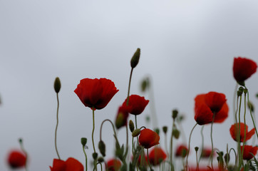 Fototapeta premium Hope