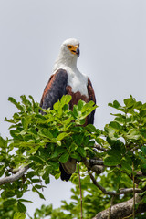 African Fish Eagle (Haliaeetus vocifer), Murchison Falls National Park, Uganda.