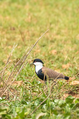 The spur-winged lapwing or spur-winged plover (Vanellus spinosus) is a lapwing species, one of a group of largish waders in the family Charadriidae, Murchison Falls National Park, Uganda.