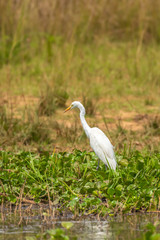 Great white egret (Egretta alba) standing in a swamp, Murchison Falls National Park, Uganda.