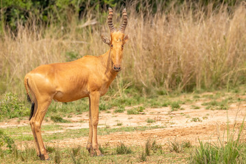 Jackson's hartebeest looking at the camera, Murchison Falls National Park, Uganda.