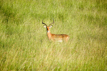 Naklejka na ściany i meble Impala in the middle of green grass of Lewa Wildlife Conservancy, North Kenya, Africa