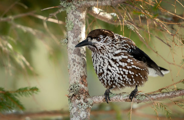 Eurasian Nutcracker (Nucifraga caryocatactes) bird
