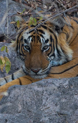 Tiger in Ranthambhore