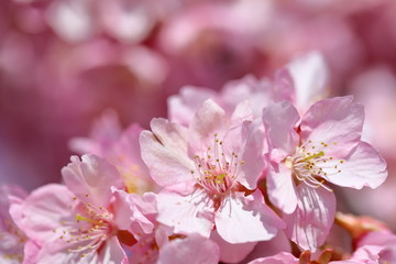日本の河津桜