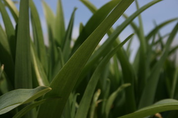 a green grass in the spring garden