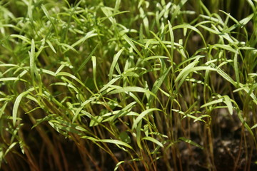 a green grass in the spring garden