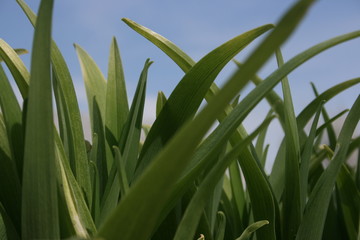 a green grass in the spring garden