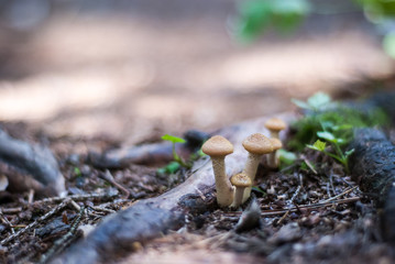 mushrooms on a tree